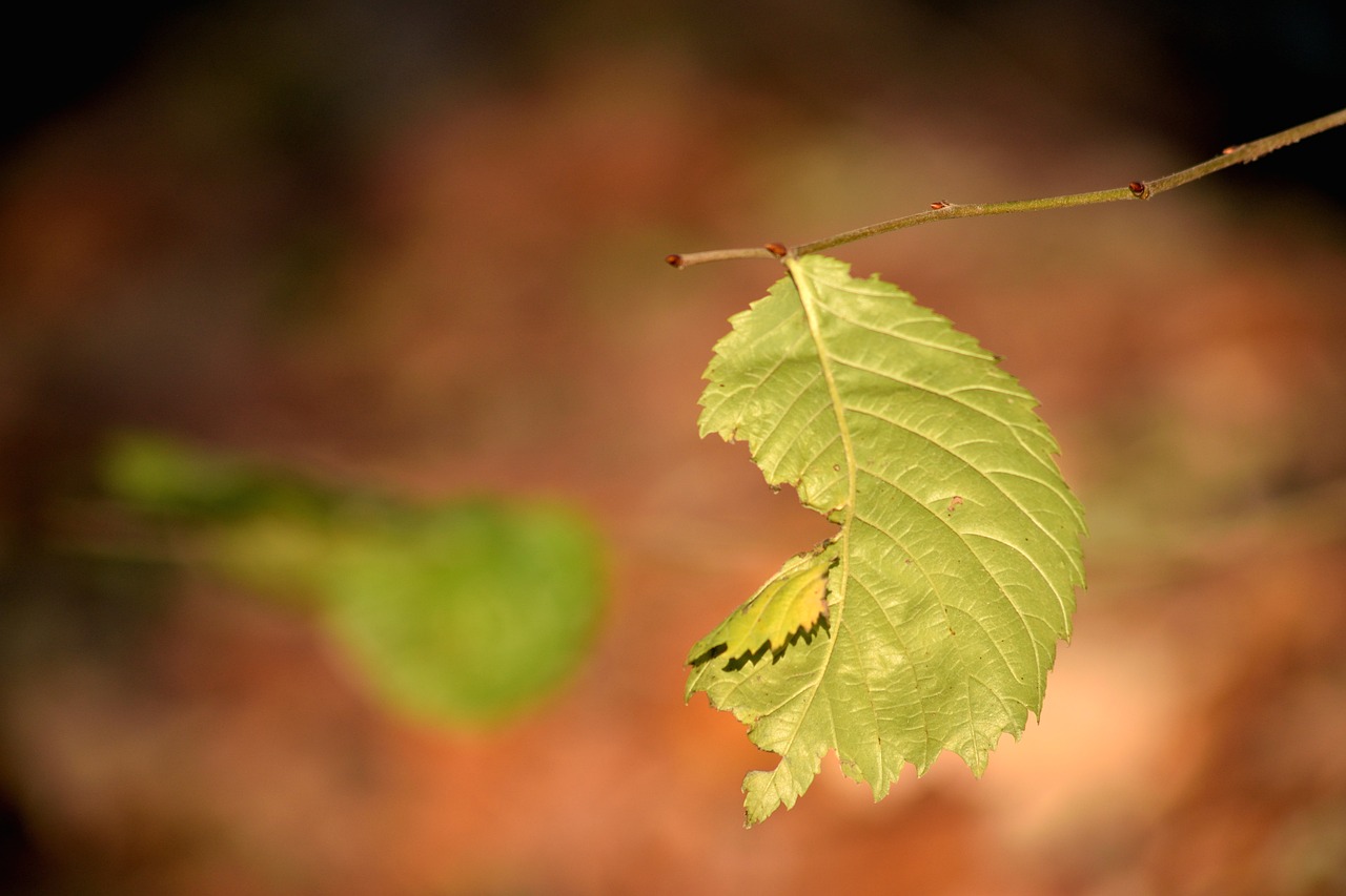 leaf autumn nature free photo