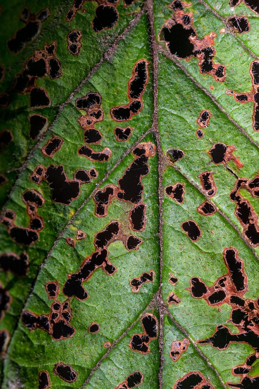 leaf nature autumn free photo