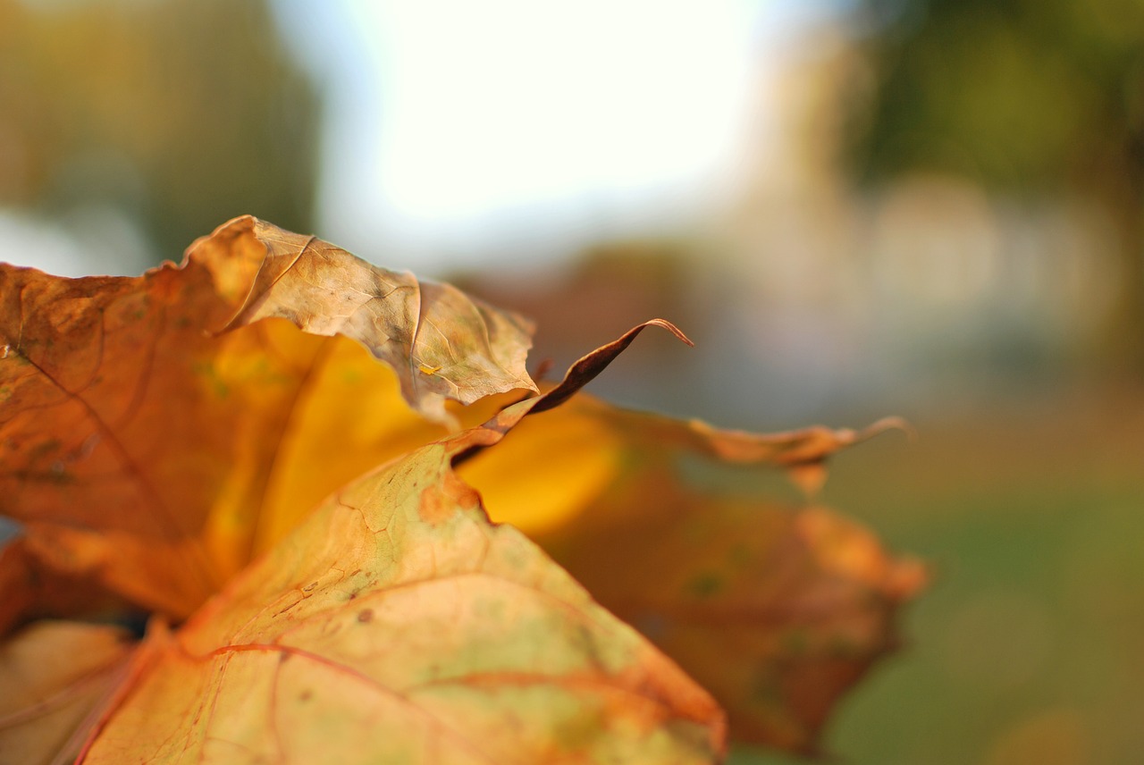 leaf autumn dry free photo