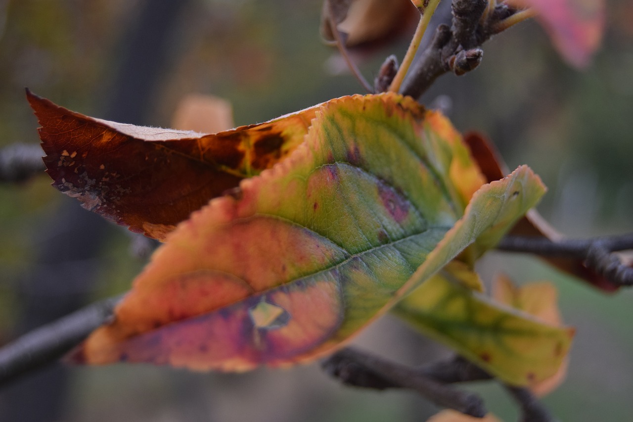 leaf color plants free photo