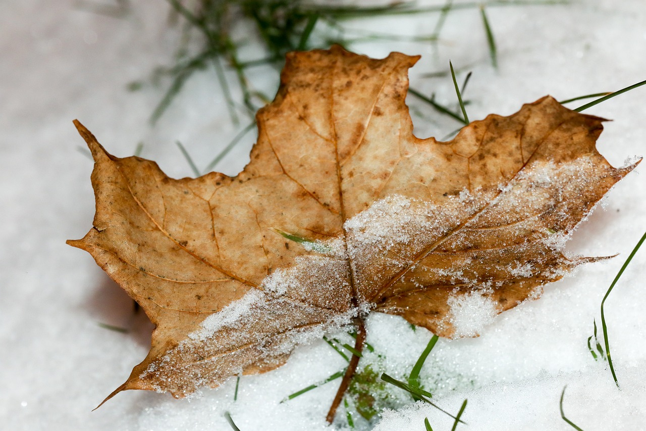 leaf winter snow free photo