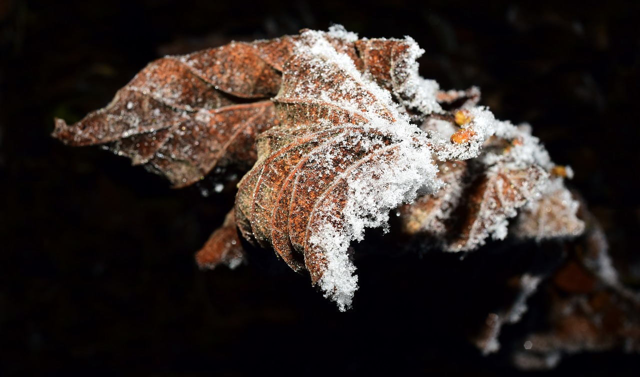 leaf frozen frost free photo