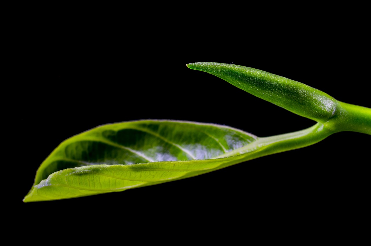 leaf leaves jack fruit leaf free photo