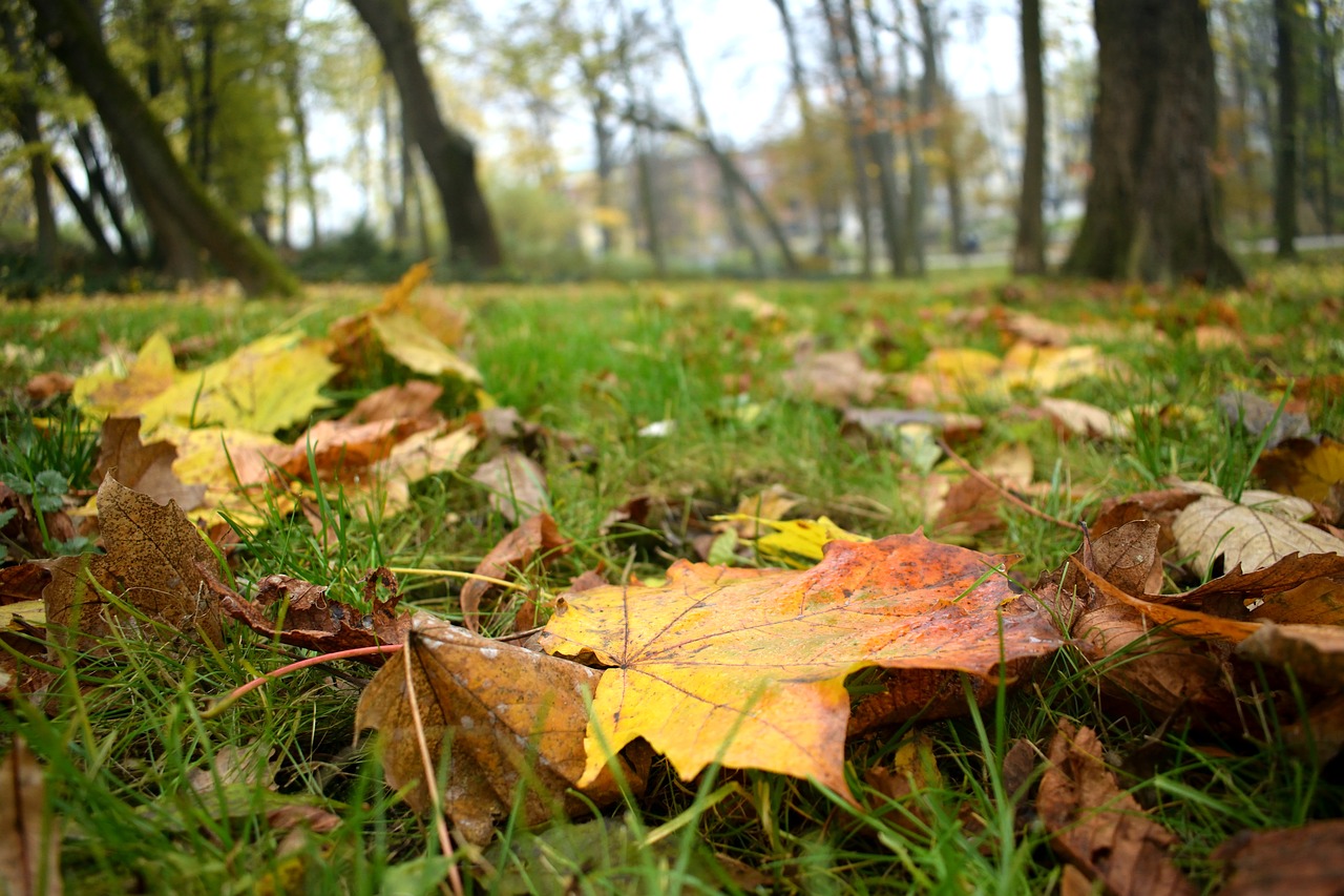 leaf autumn nature free photo