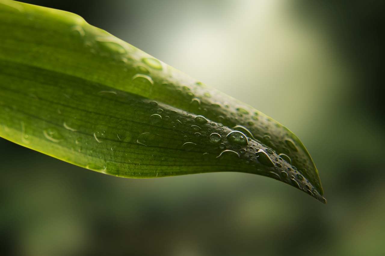 leaf drip light free photo