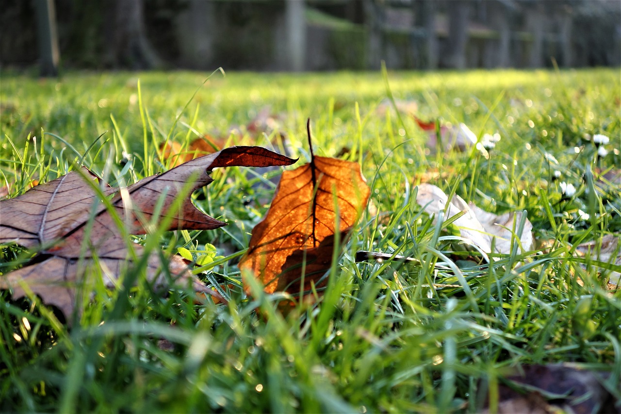 leaf brown december free photo