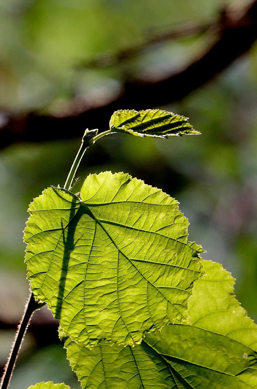 leaf leaves nature free photo