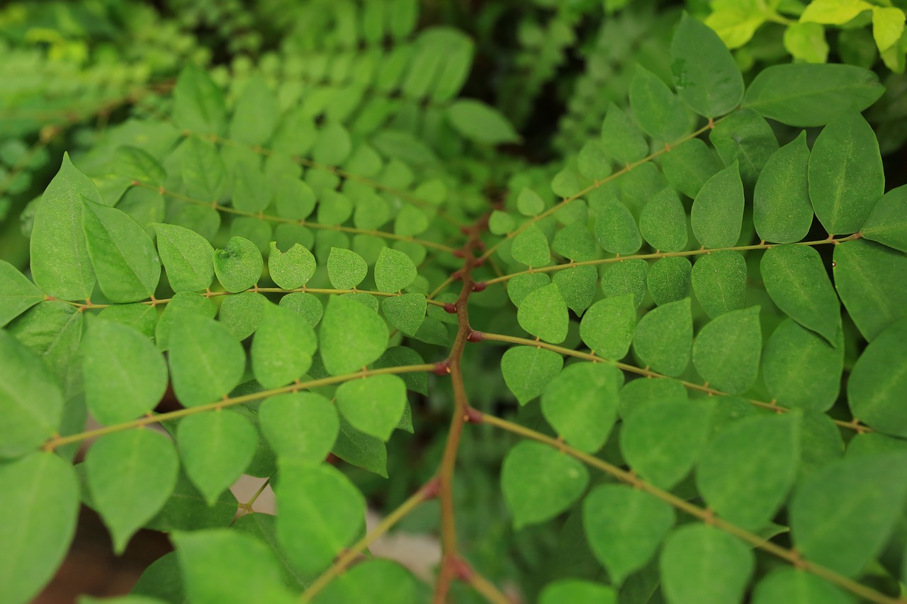 leaf plant green free photo