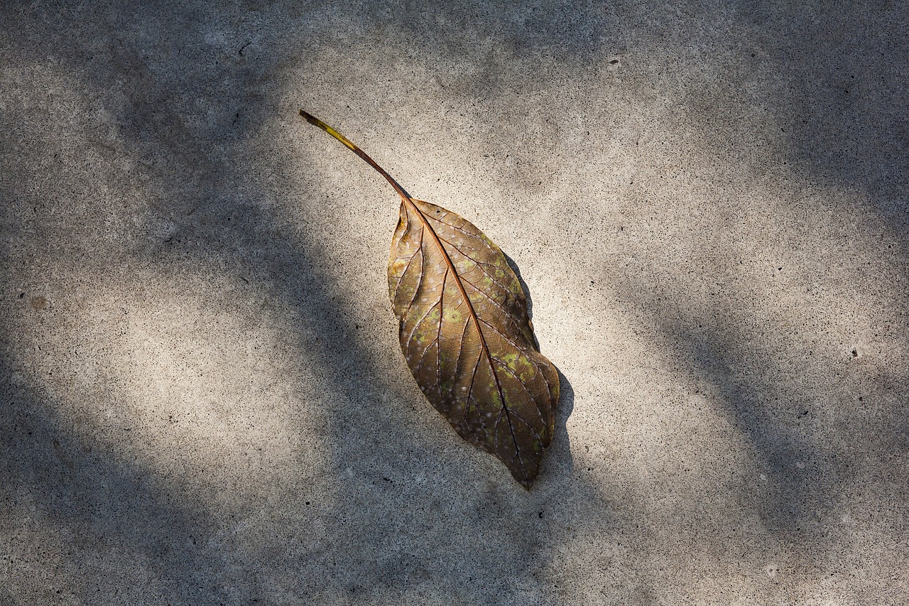 leaf nature red leaves free photo