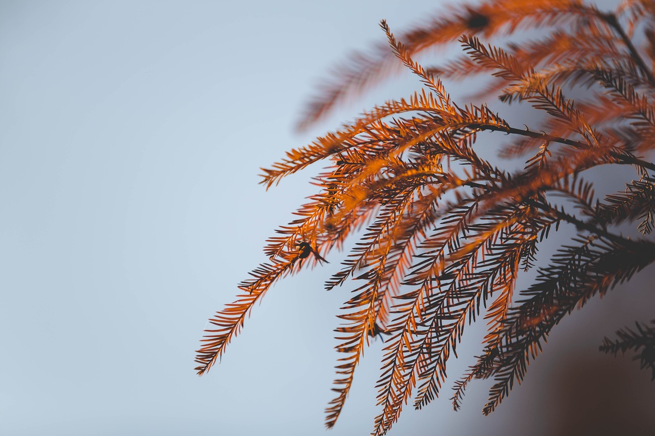 leaf sun sky free photo