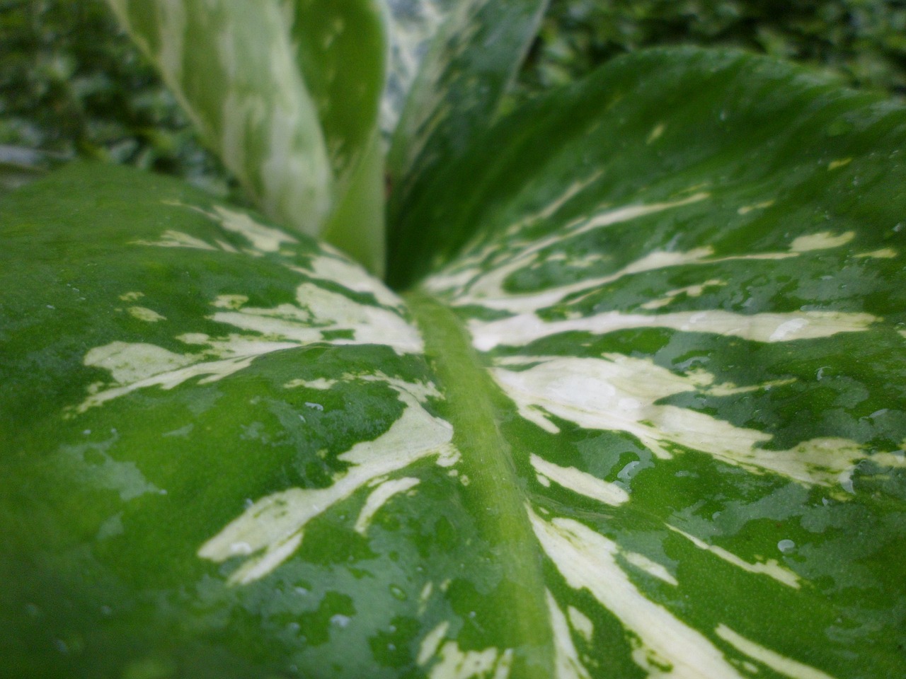 leaf dew garden free photo