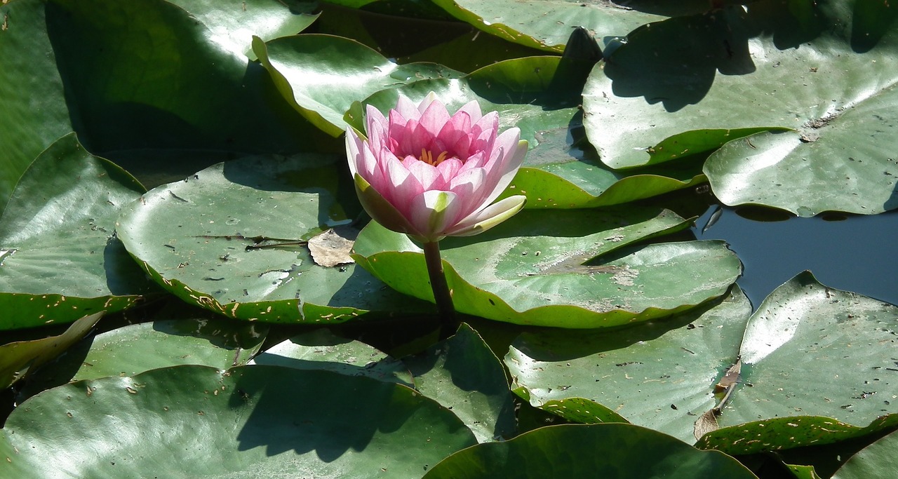 leaf water lily flower free photo