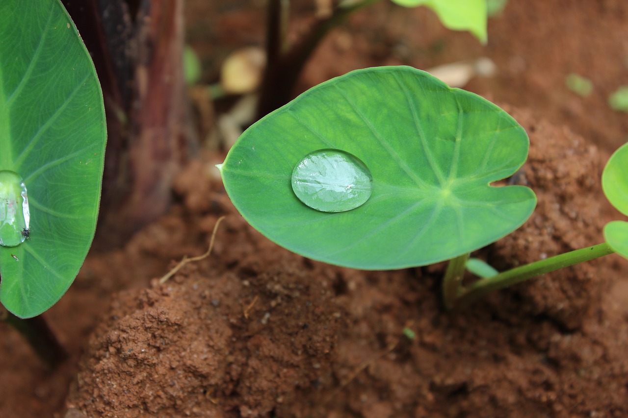 leaf flora nature free photo