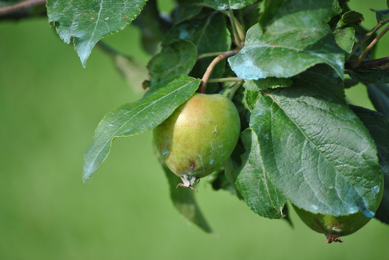 leaf fruit nature free photo