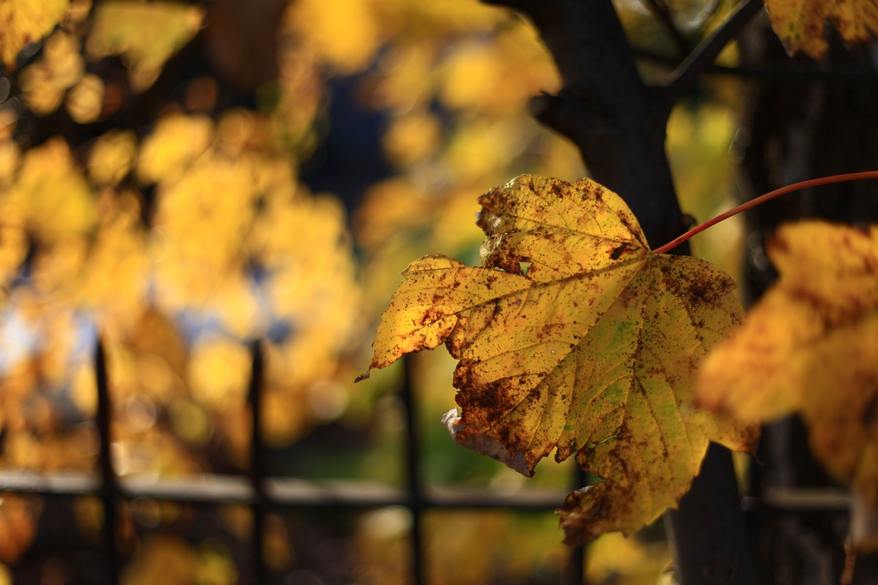 leaf fall nature free photo