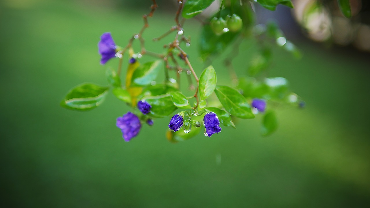 leaf flora nature free photo