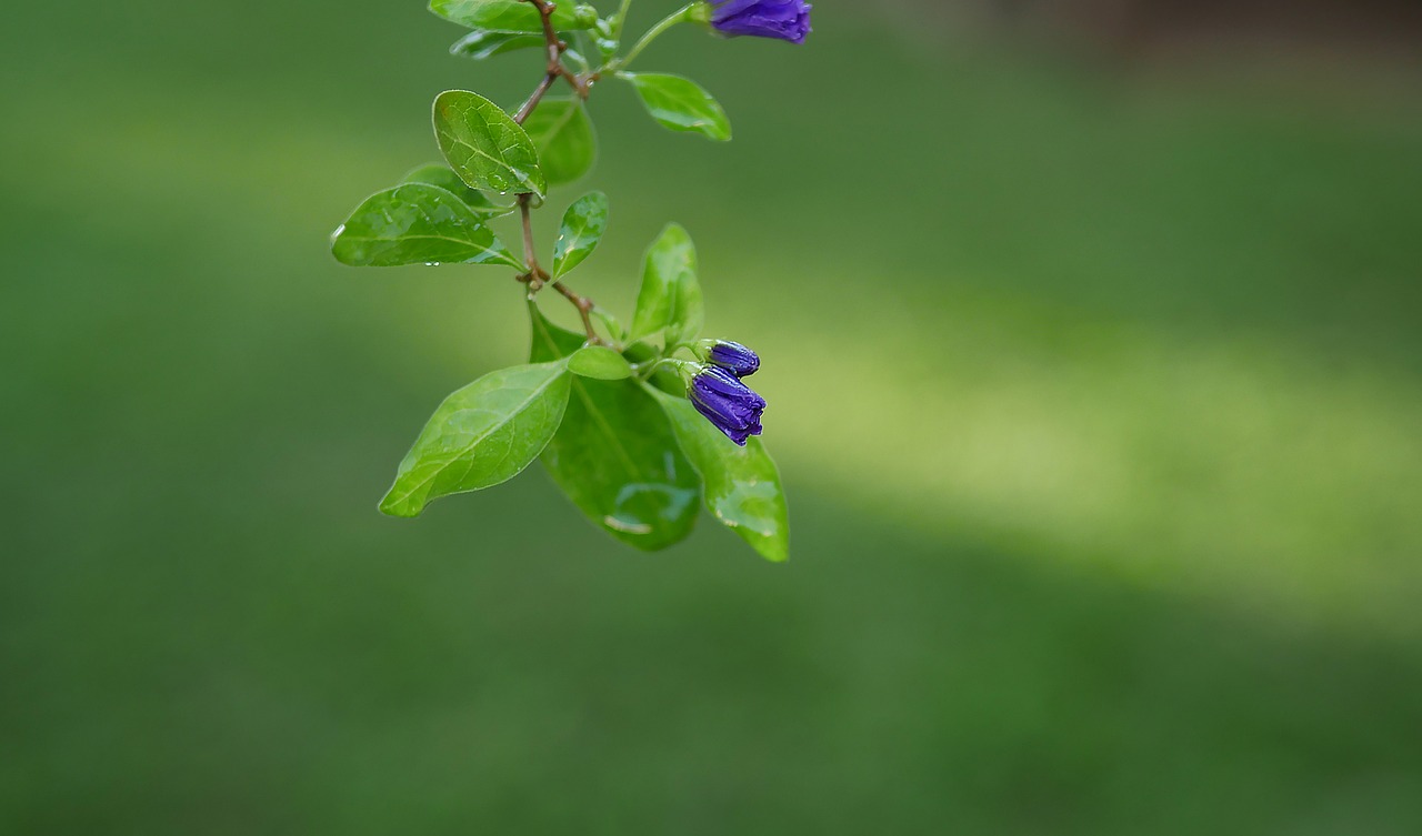 leaf flora nature free photo