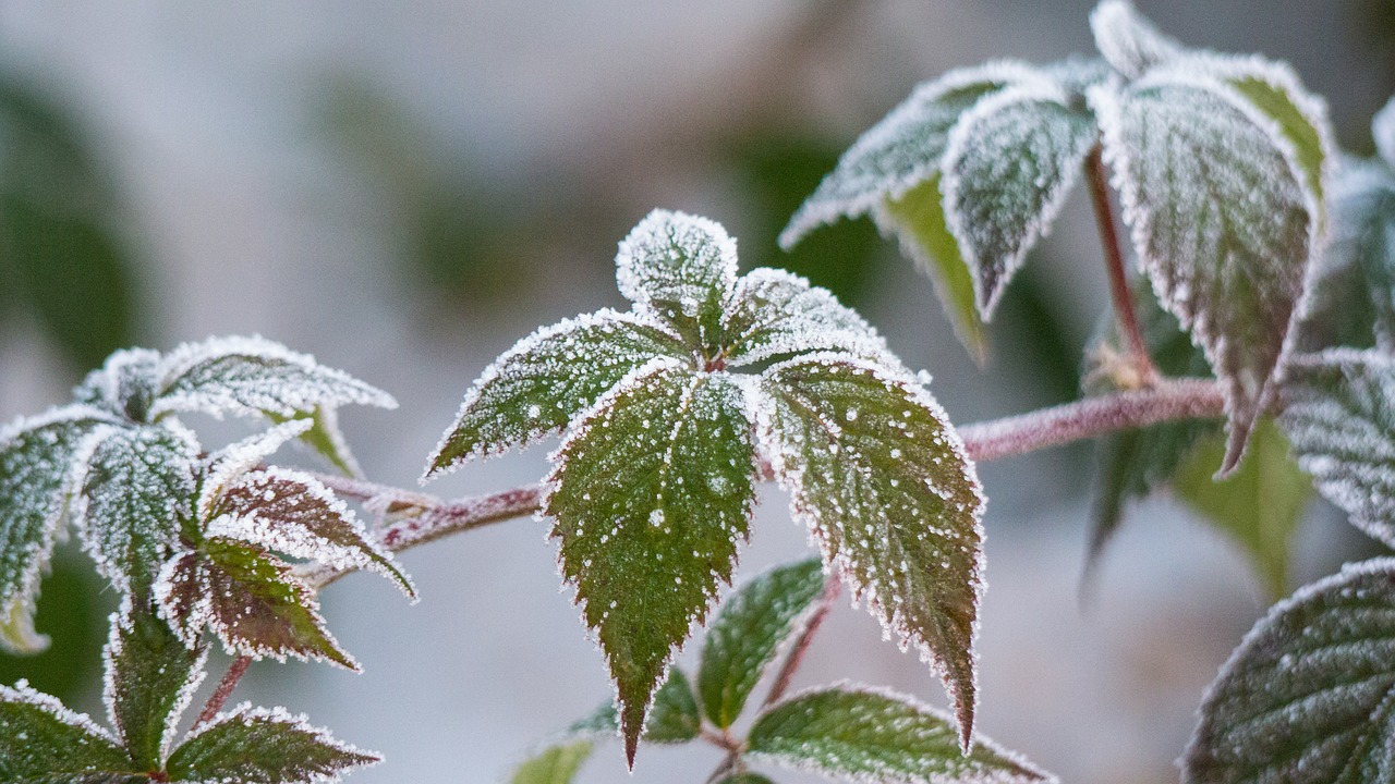 leaf nature plant free photo