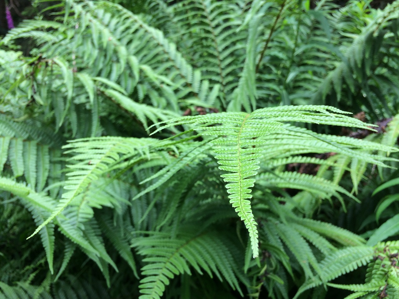 leaf flora fern free photo