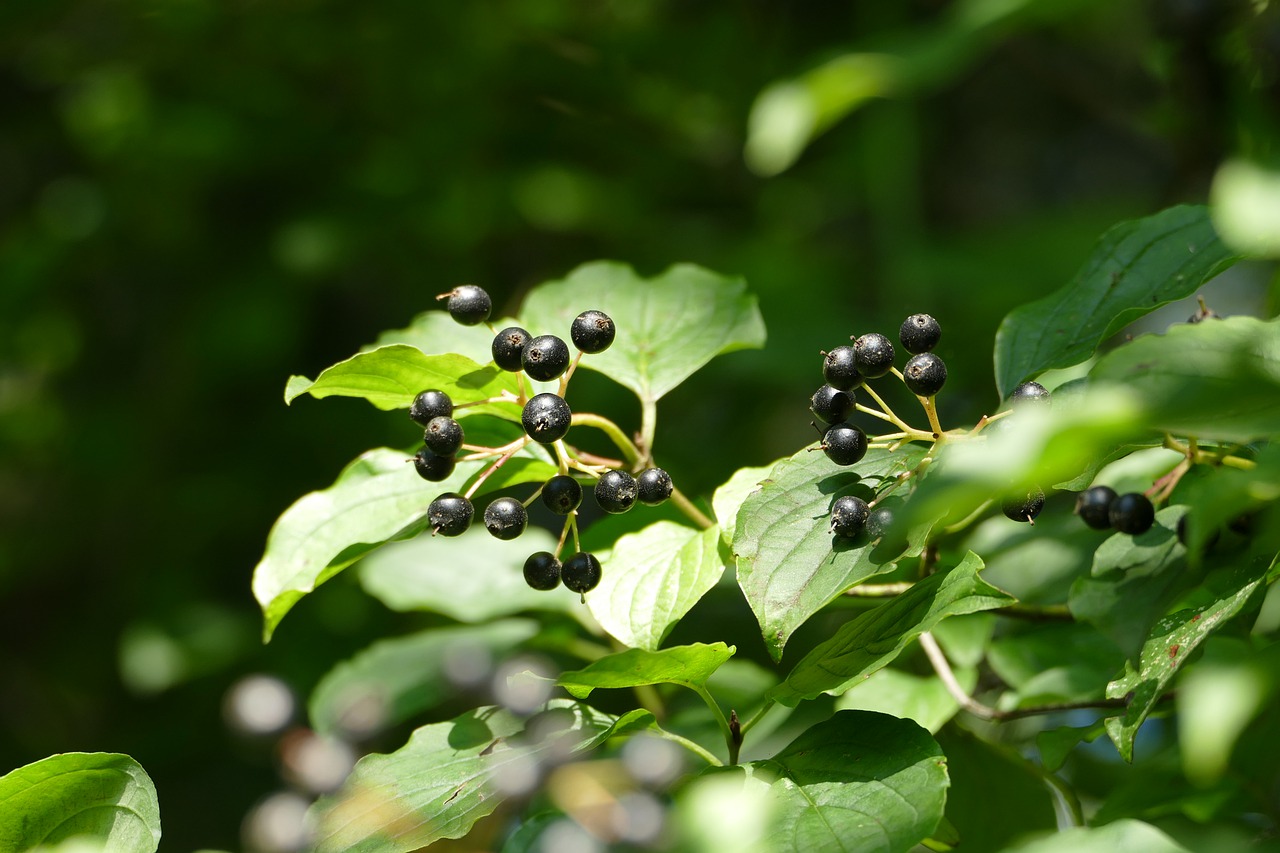 leaf nature plant free photo