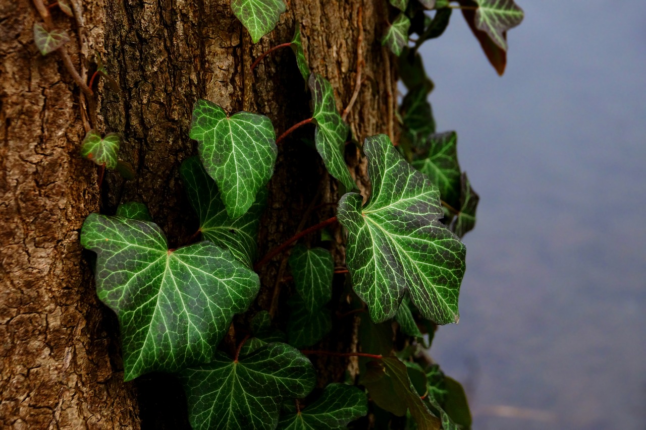 leaf tree ivy free photo