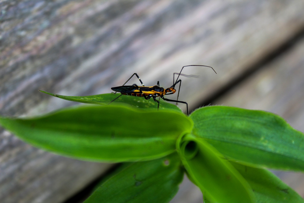 leaf insect nature free photo