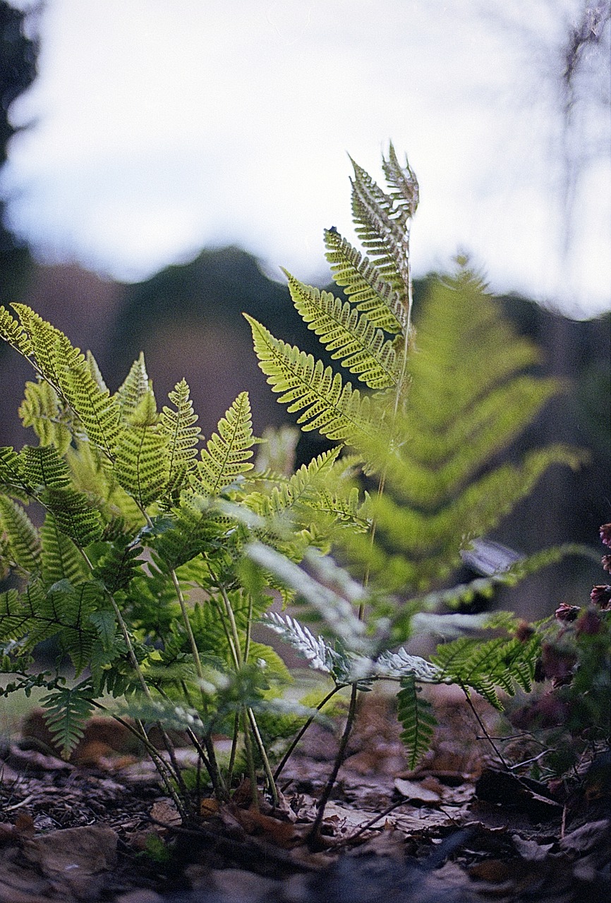 leaf nature flora free photo