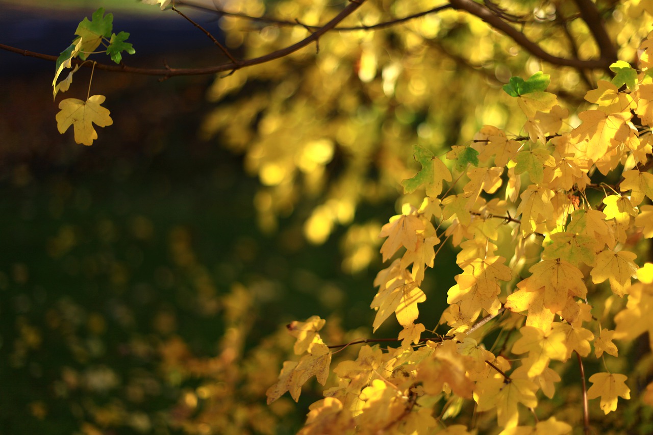 leaf nature tree free photo