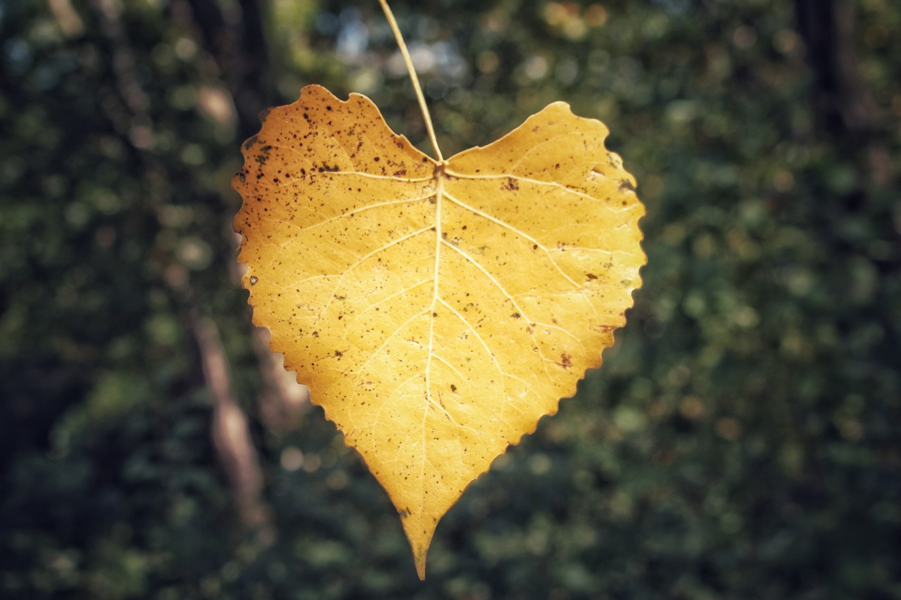 leaf nature fall free photo