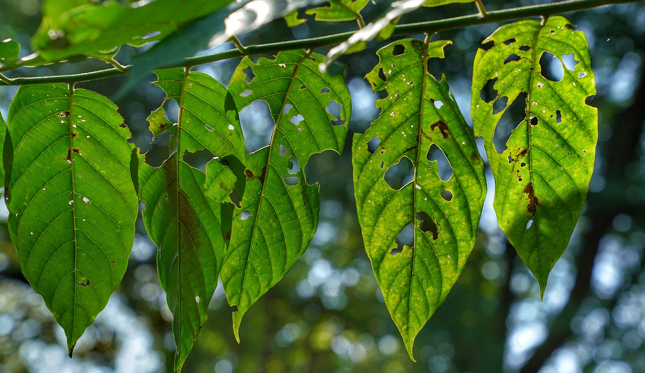 leaf insect eating free photo