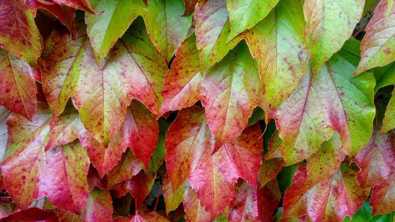 leaf autumn nature free photo
