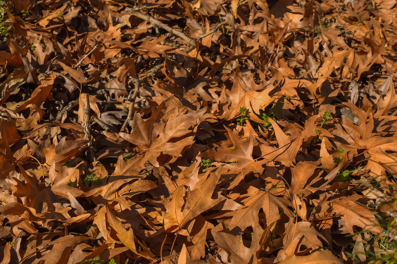 leaf dry nature free photo