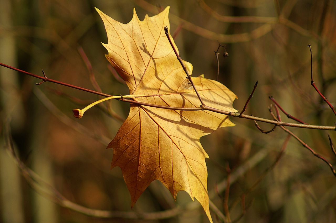 leaf nature plant free photo