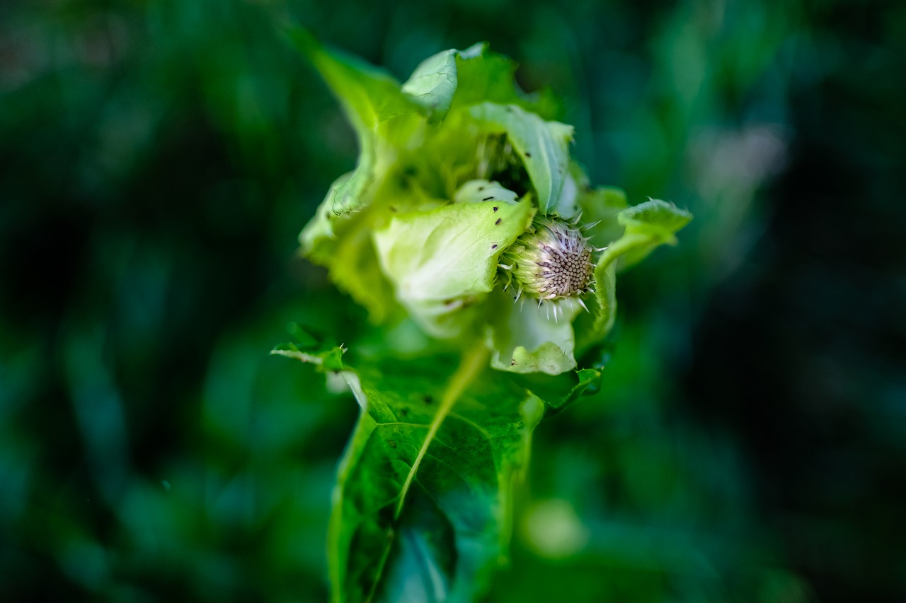 leaf nature plant free photo