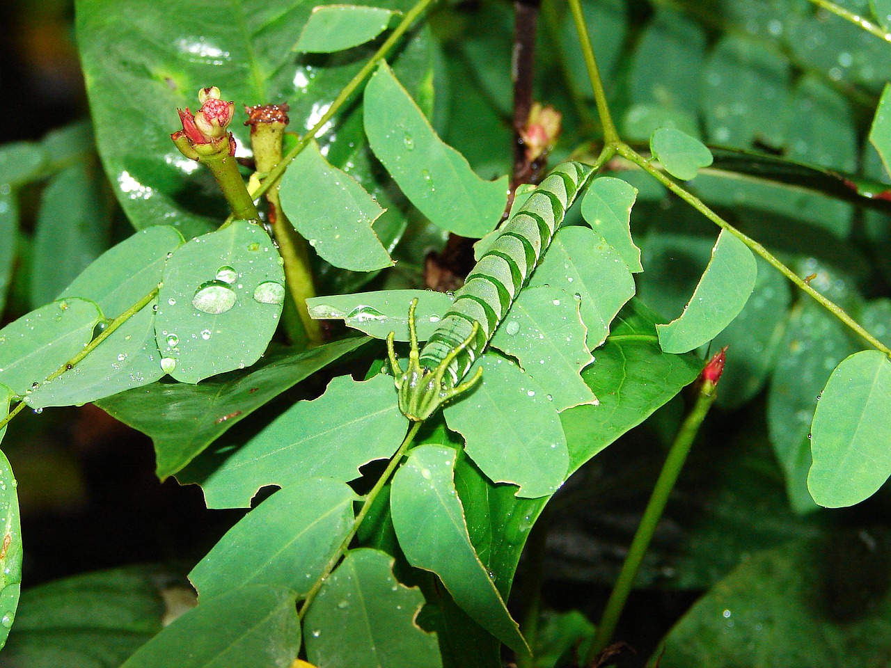 leaf nature flora free photo