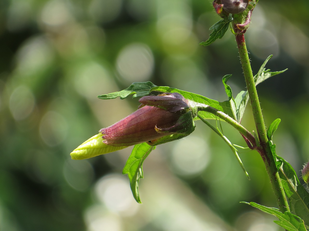 leaf nature plant free photo