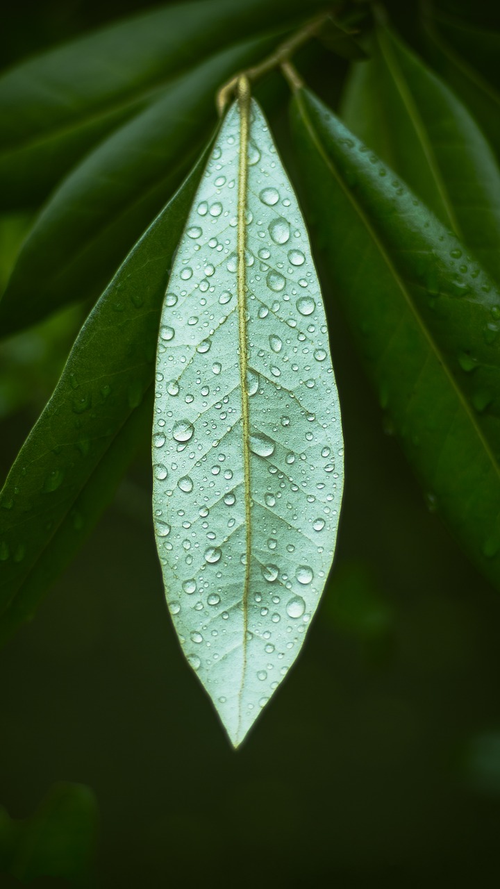 leaf flora nature free photo