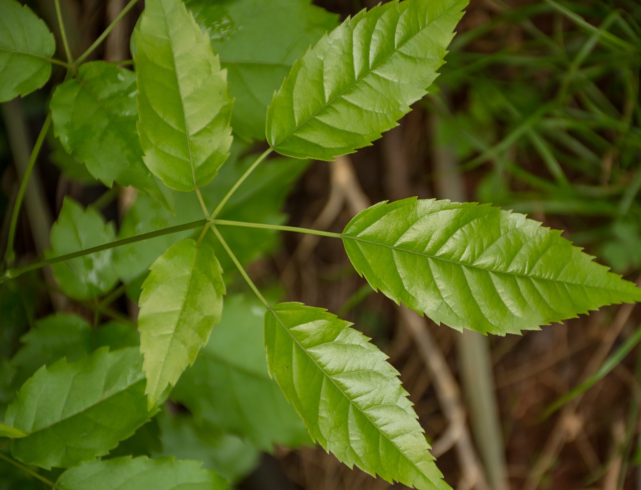 leaf plant nature free photo