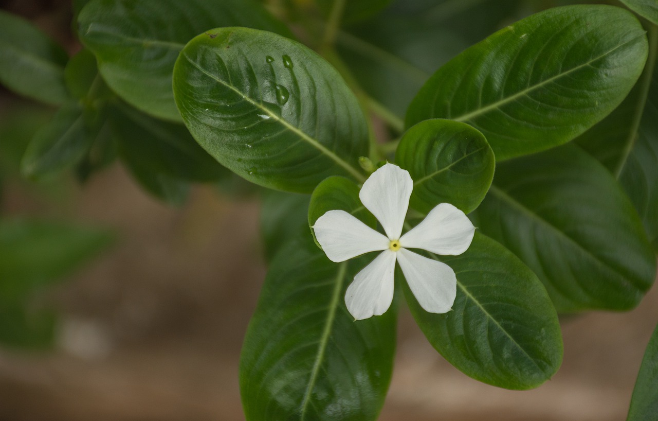 leaf plant nature free photo