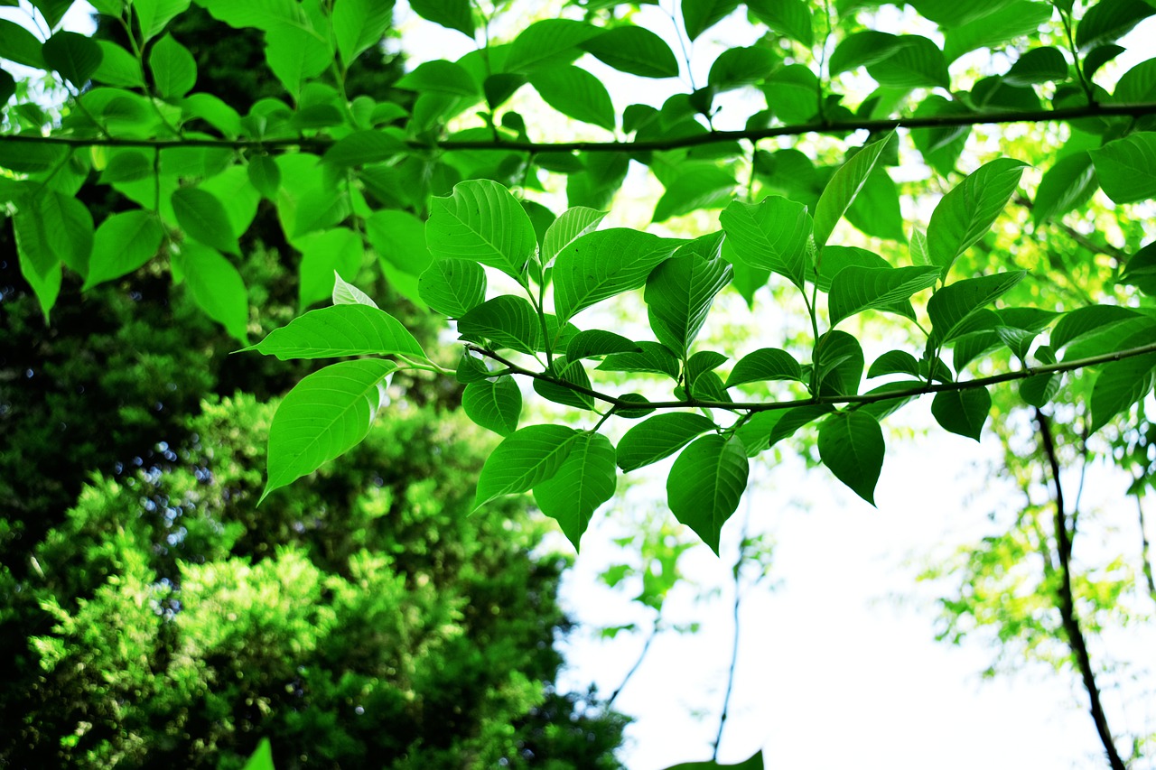 leaf plant nature free photo