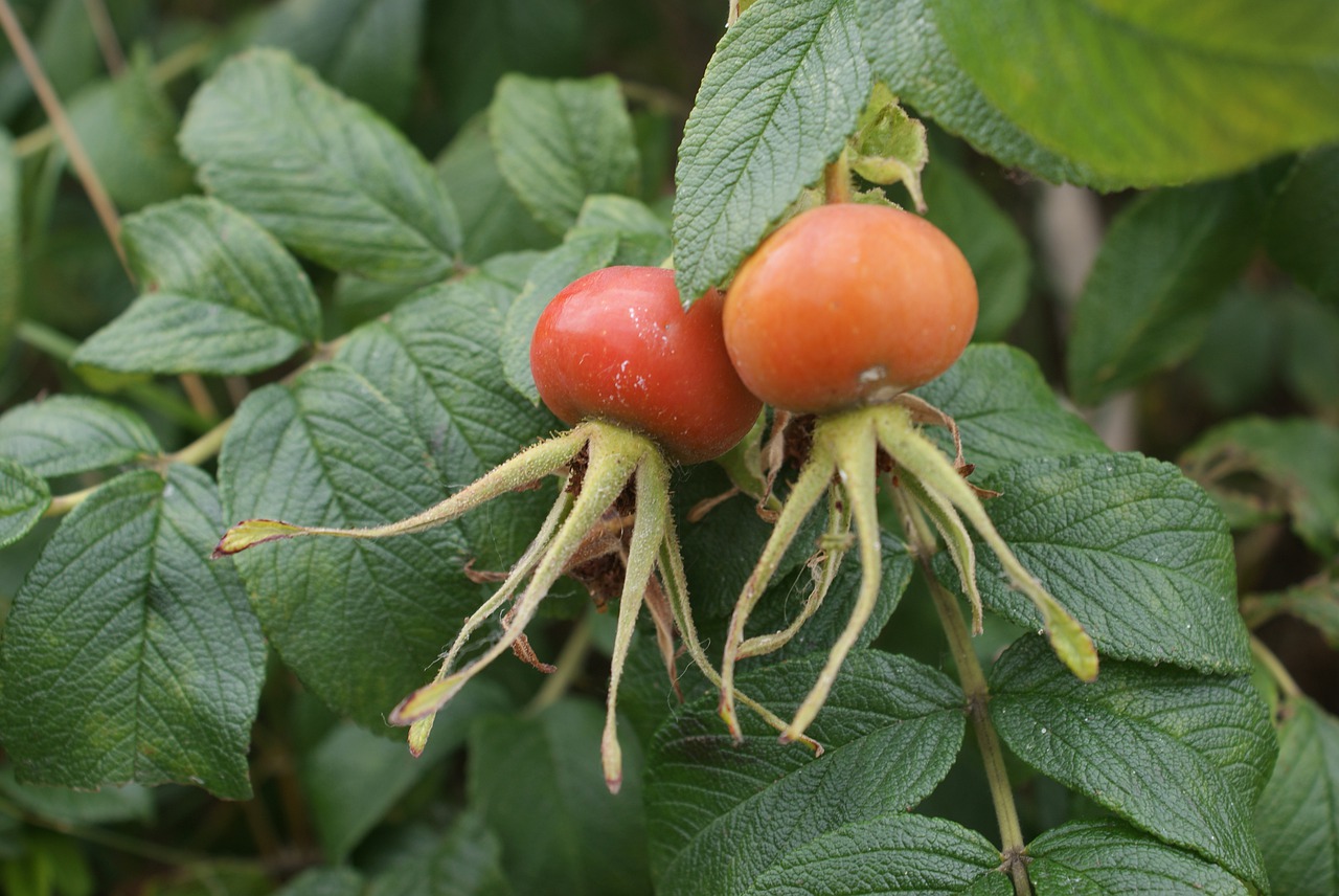 leaf fruit nature free photo