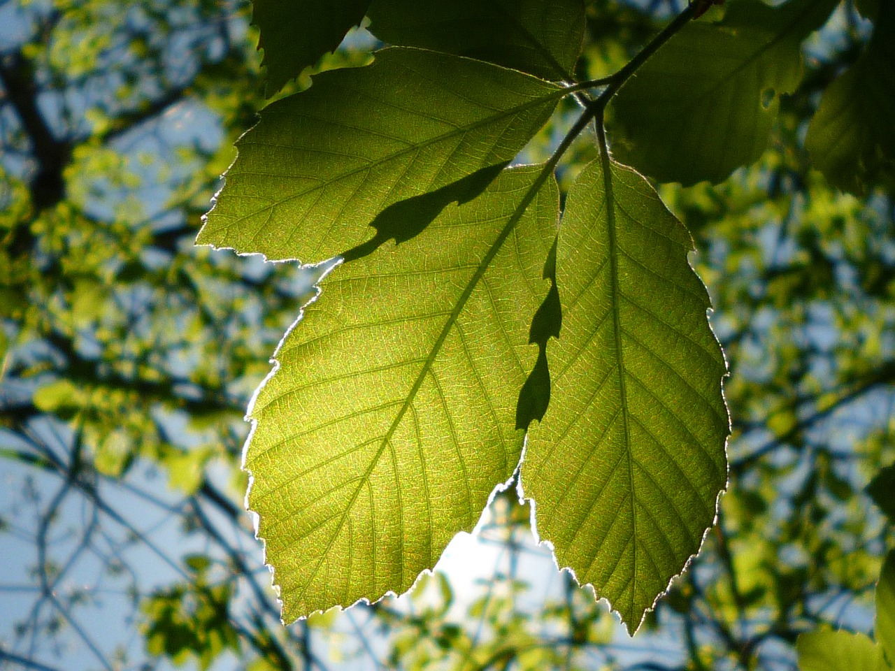 leaf natural vivid free photo