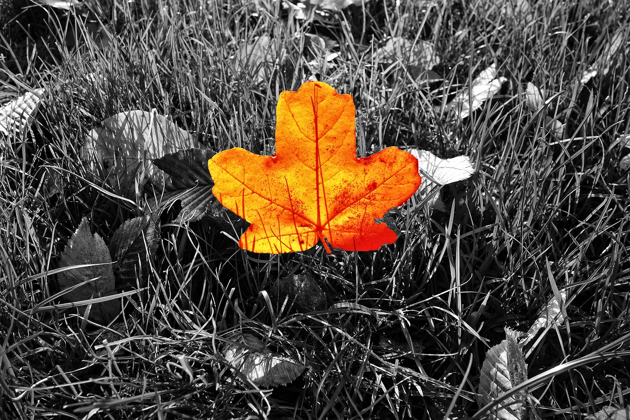 leaf orange leaf veins free photo