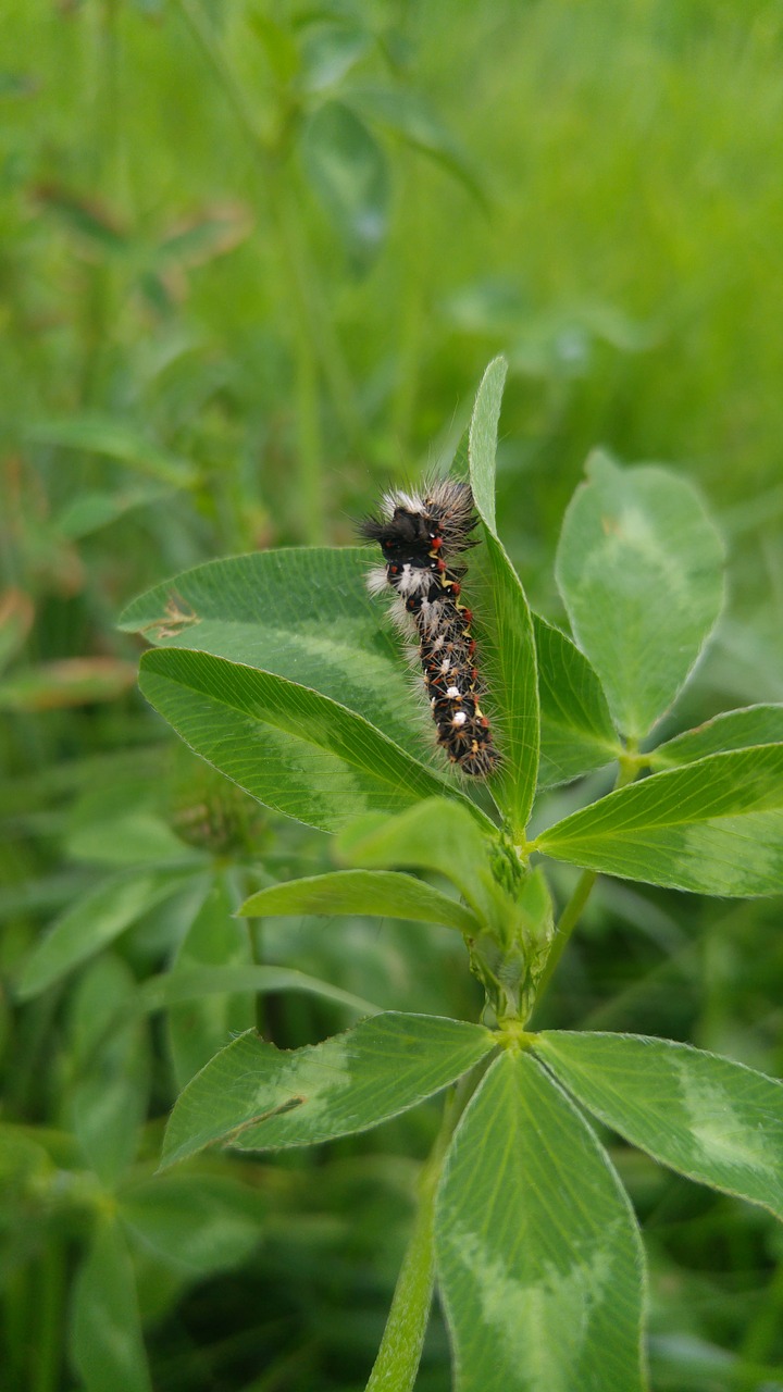 leaf nature plant free photo