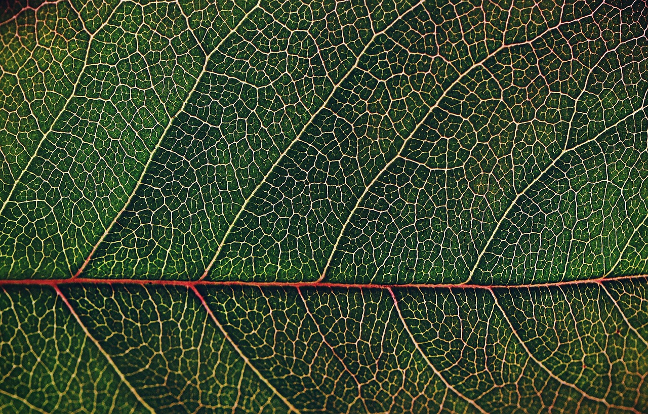 leaf pattern desktop free photo
