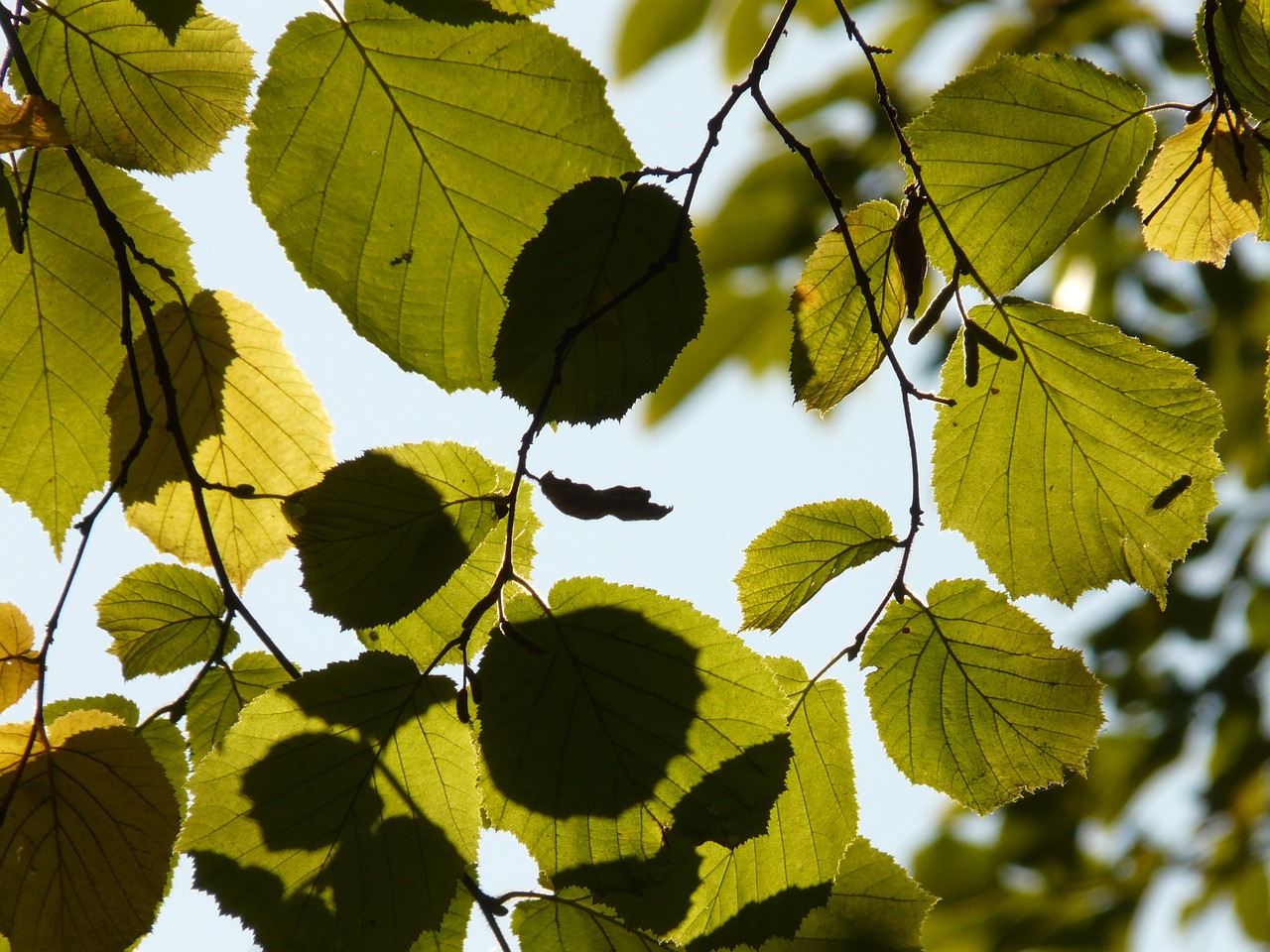 leaf leaves back light free photo