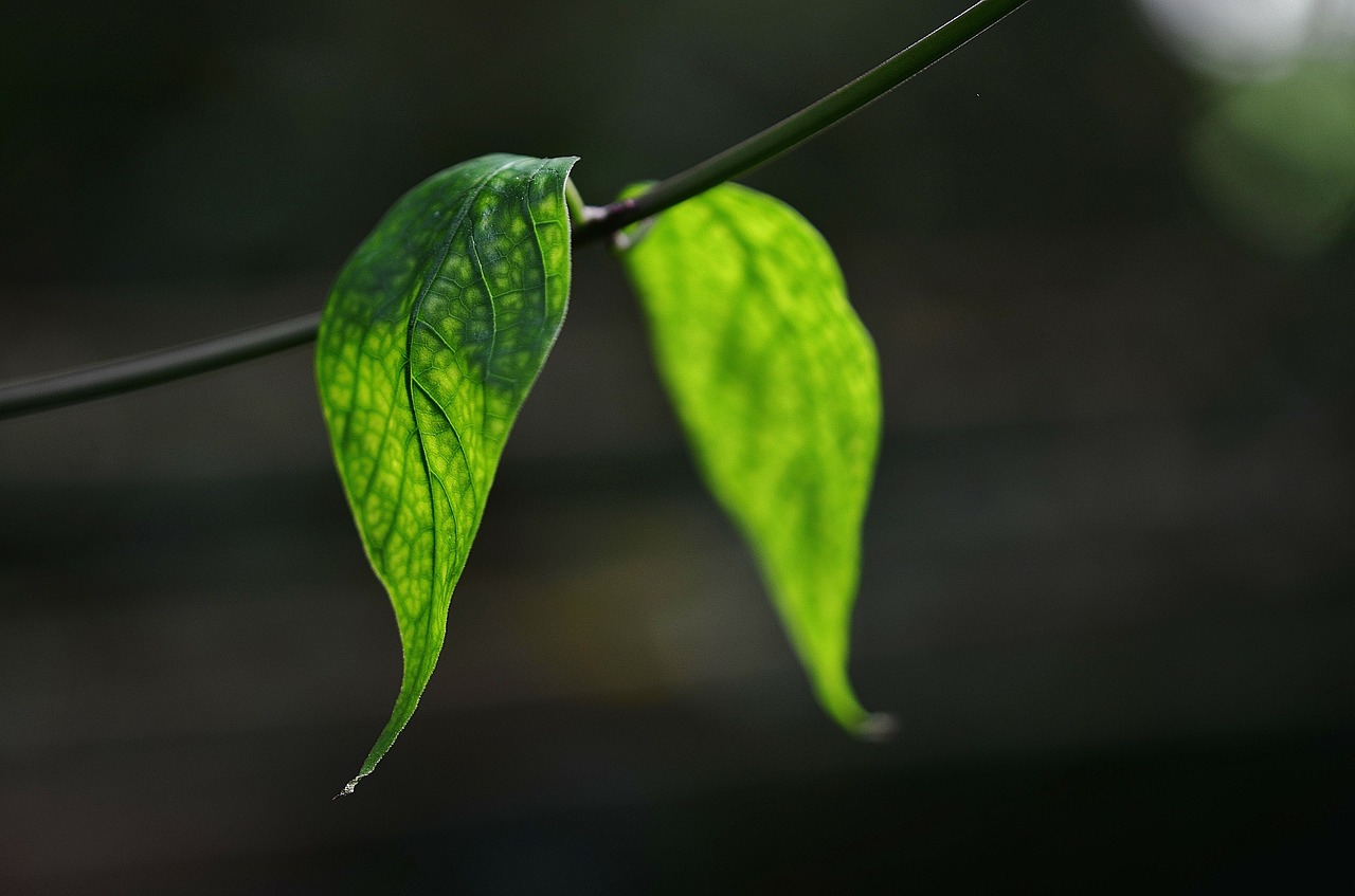 leaf leaves colorful free photo