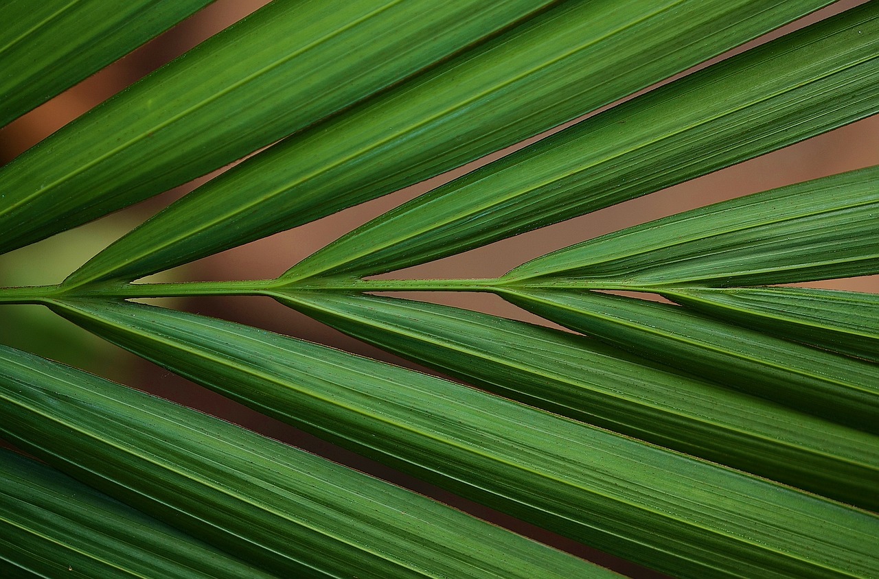 leaf leaves colorful free photo