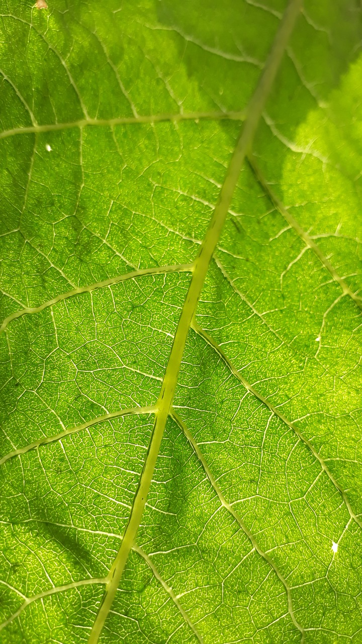 leaf flora nature free photo