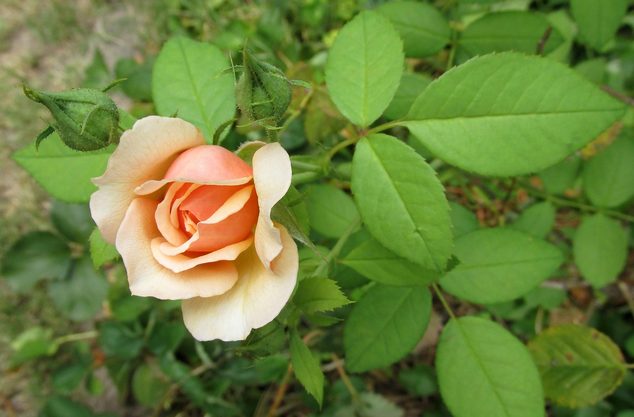 leaf flower nature free photo